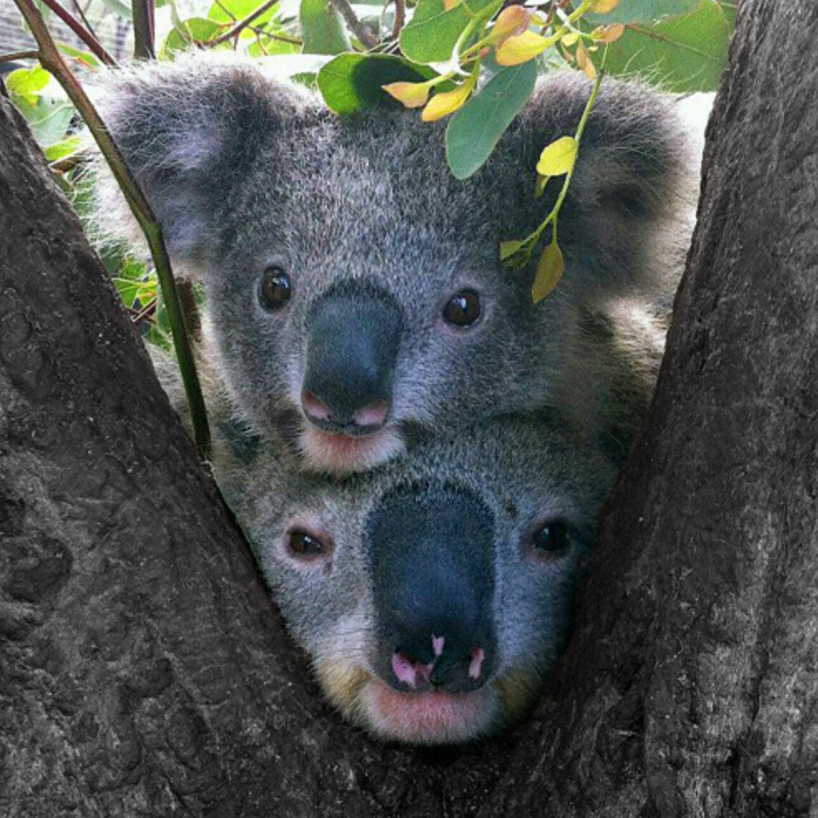 Коала