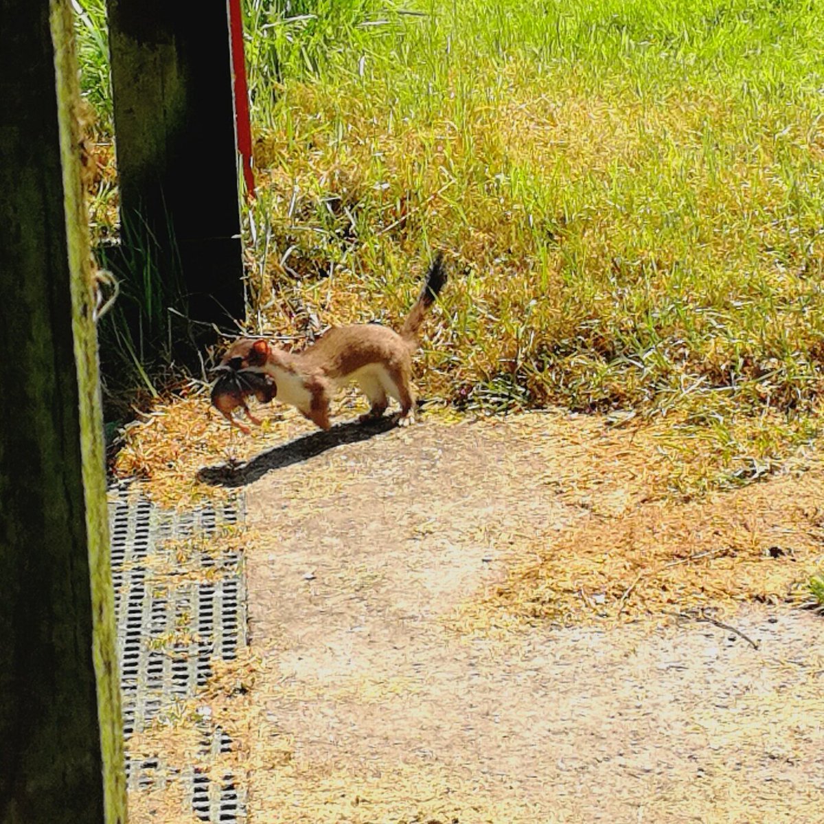 WinfieldRhys's tweet photo. Stoat makes a run for it with her kit https://t.co/Mc457CXnPG