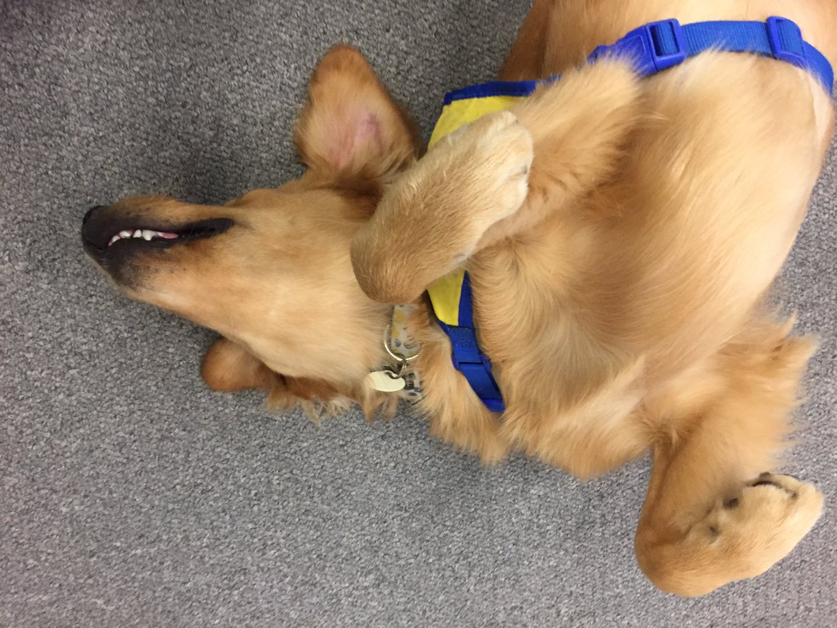 Ticha II - CCI puppy tweet media