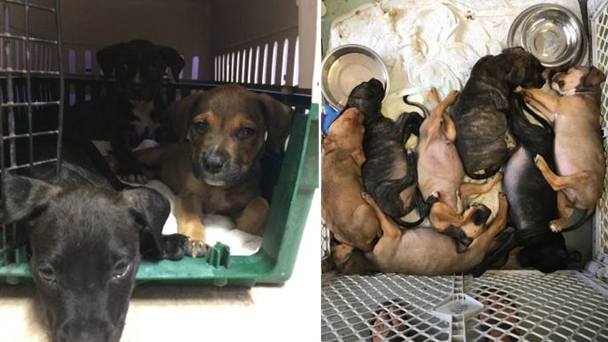 Dehydrated, malnourished puppies found abandoned in Florida Keys bit.ly/2pV0Gw0 https://t.co/3WmpJZT07T