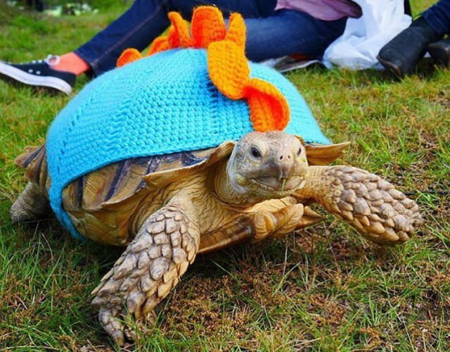 knithacker's tweet image. "Dream Job Alert: Tortoise Walker Wanted In Central Park" bit.ly/2qBuCJS - LOOK! He likes crochet sweaters too! #crochet #goodnews