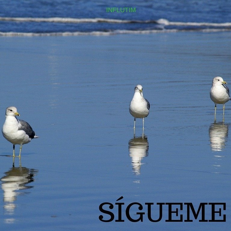 InfluTim's tweet image. 