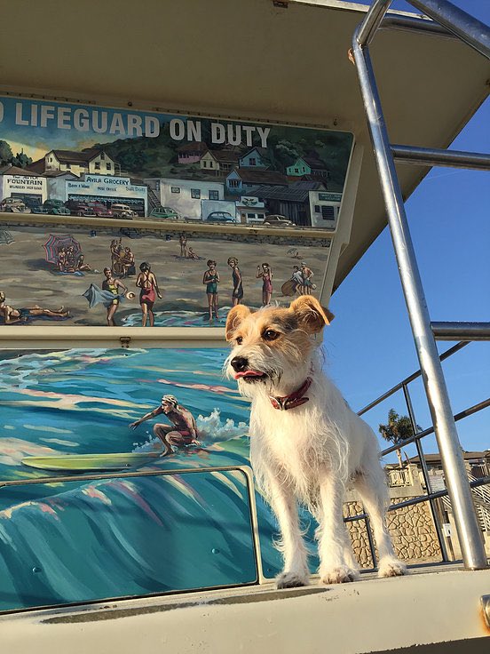 Check out the new Lifeguard at Avila Beach these days...Visit theslolane.com #theslolane #rascal