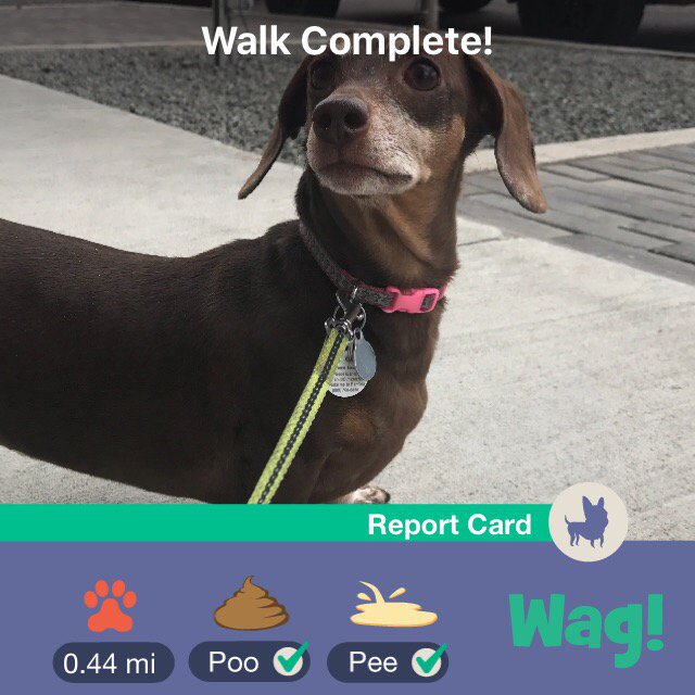 SaundersJordan's tweet photo. Just finished a dog walk on Wag. Use my promo code "JORDAN9833" for $20 of FREE Wag credit! https://t.co/IZWKjhI7YE https://t.co/yZysedpvyP