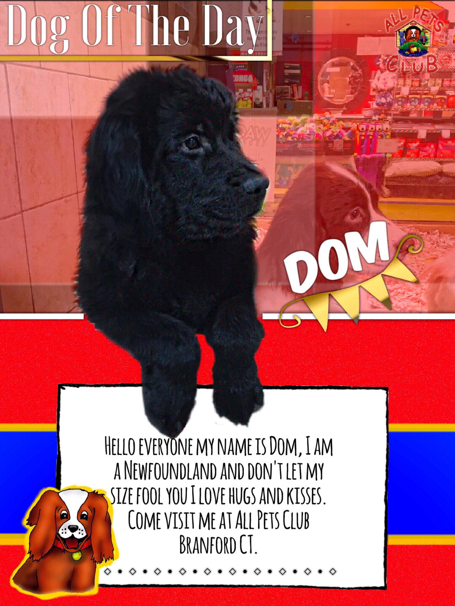 All Pets Club Ø¯Ø± ØªÙˆÛŒÛŒØªØ± Dog Of The Day Goes To Dom He Is The Sweetest Newfoundland Ever Come To All Pets Club Branford To Meet Him You Will Fall In Love