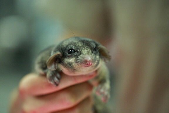 My_Environment's tweet photo. Commonwealth #EmergencyIntervention and yet this poor animal is being logged to extinction. #ICONow #LeadbeatersPossum #Springst https://t.co/pcaDsv3XCb