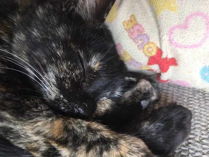 眠り猫のtwitterイラスト検索結果 古い順 眠り猫のtwitterイラスト検索結果 古い順