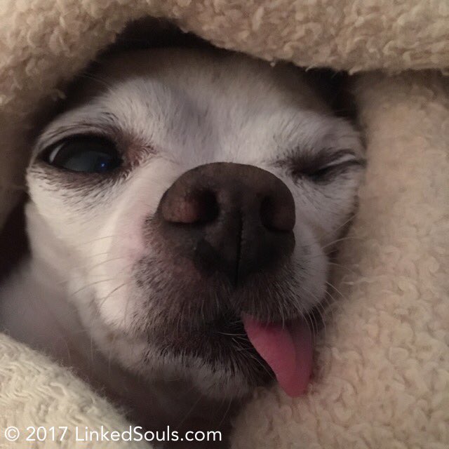 LinkedSouls's tweet image. 😜Our little angel.