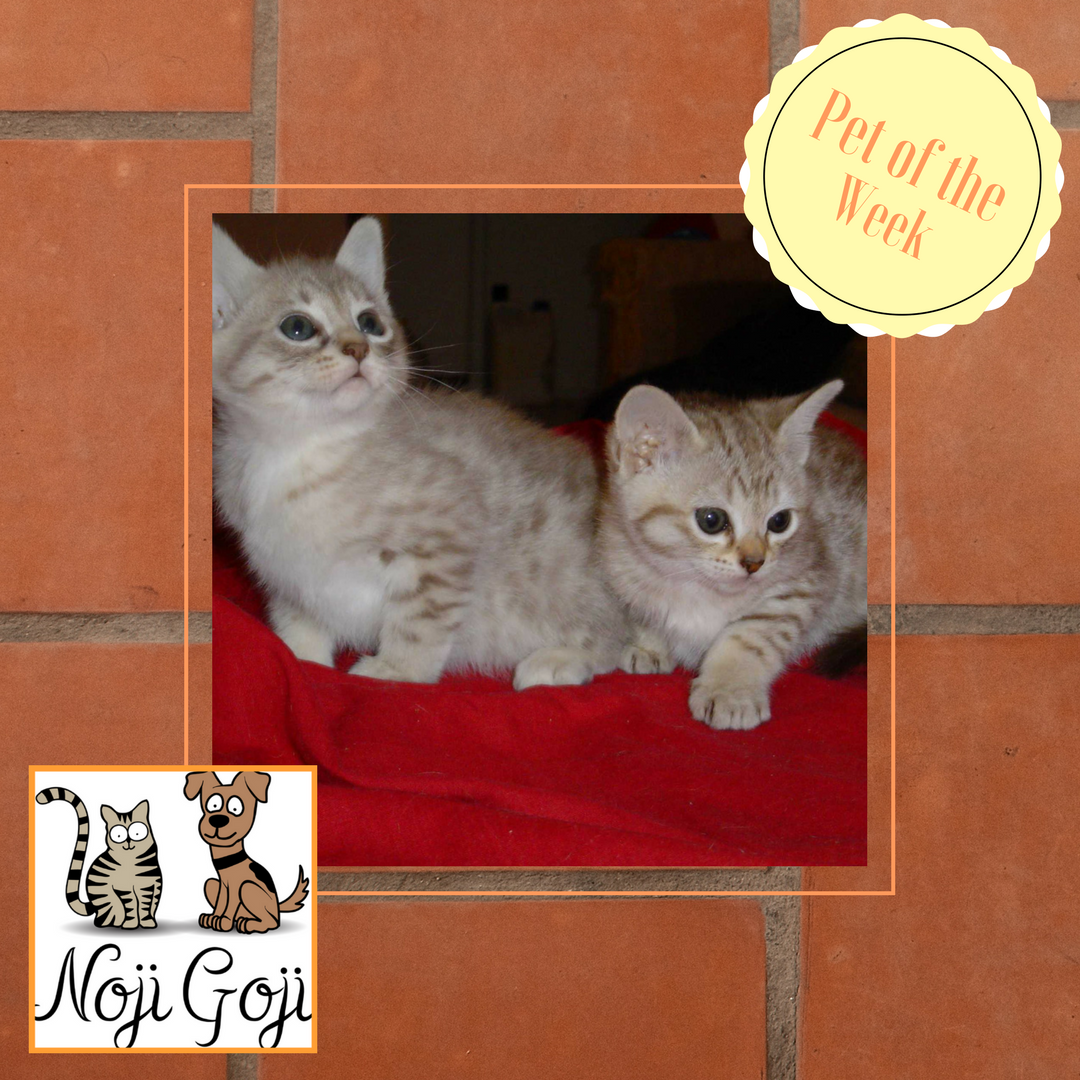 NojiGoji's tweet photo. CAT OF THE WEEK
The Australian Mist is a perfect pet for children as it is tolerant of handling, and are not inclined to scratch. https://t.co/5IlgiLevms