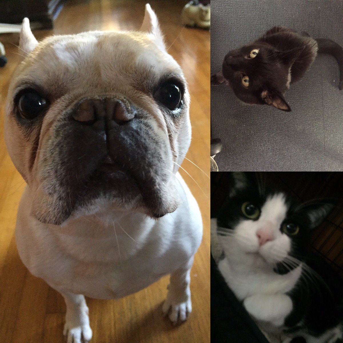 1Lifecc's tweet image. Home and #fillingmyballoons