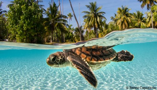 Happy #TurtleTuesday