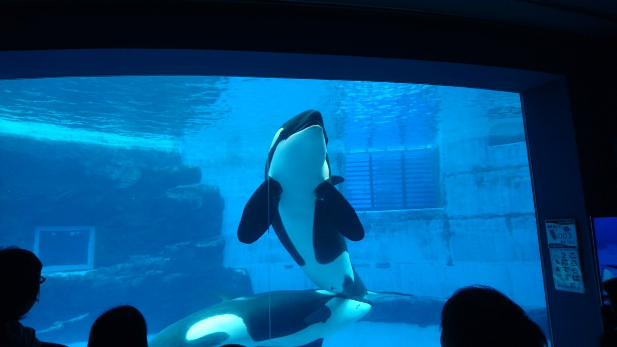 バーロー Twitterissa シャチ でかい 俺動物園とか水族館よく行くけど実はシャチを生で見るのは初めて 関西 でシャチを飼育してる施設はないからねー シャチを飼育してる施設は鴨川シーワールドと名古屋港水族館の2つしかないからけっこうレアな生き物