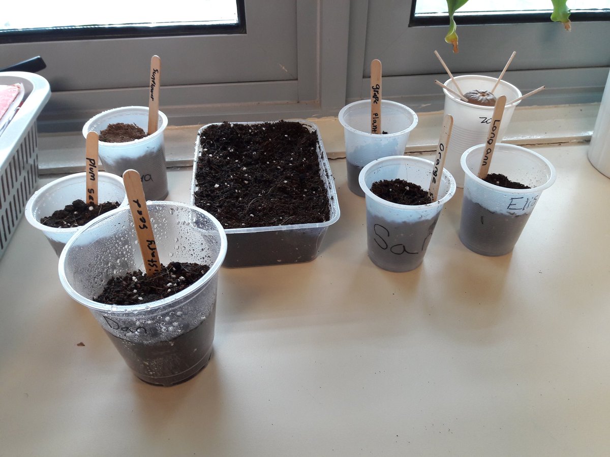 Students decided to collect seeds from their lunches to see if we can get them to grow! #cisprimary #studentinquiry