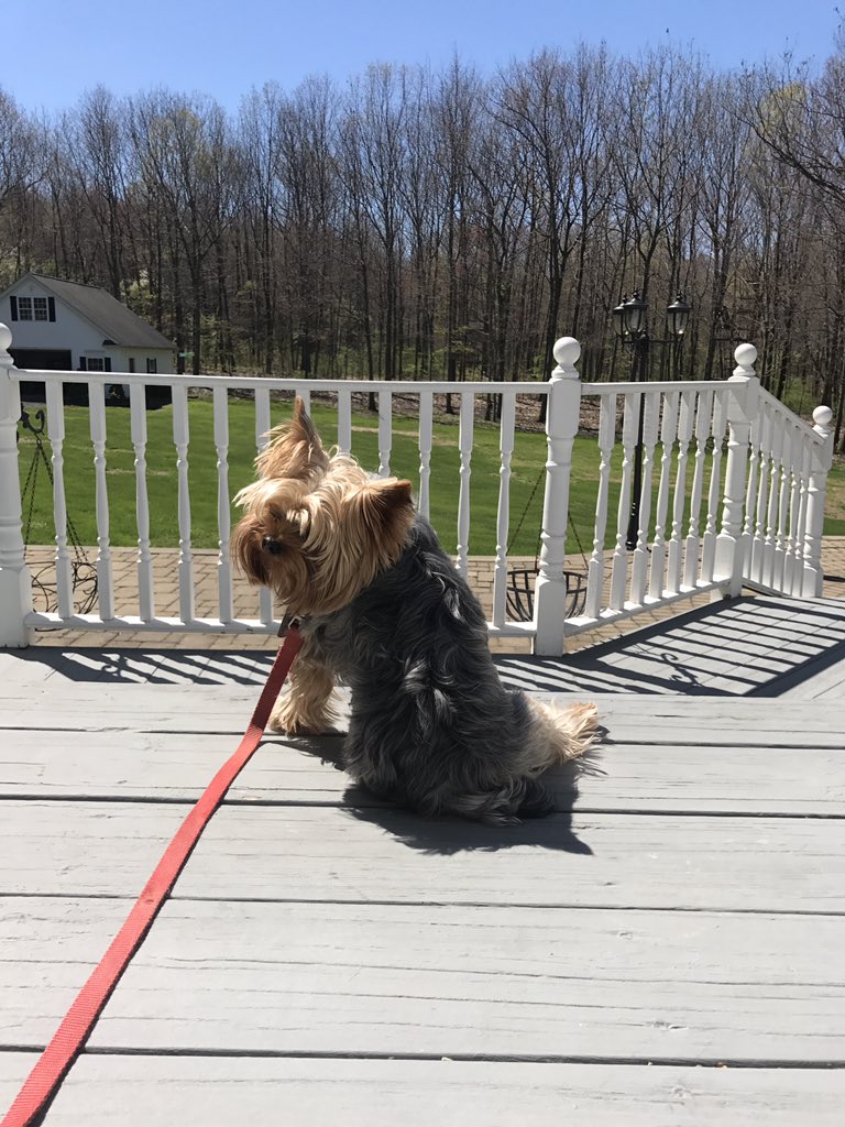 <a href="/JerkyXP/">JerkyXP®</a> What did you just say human? Bark bark