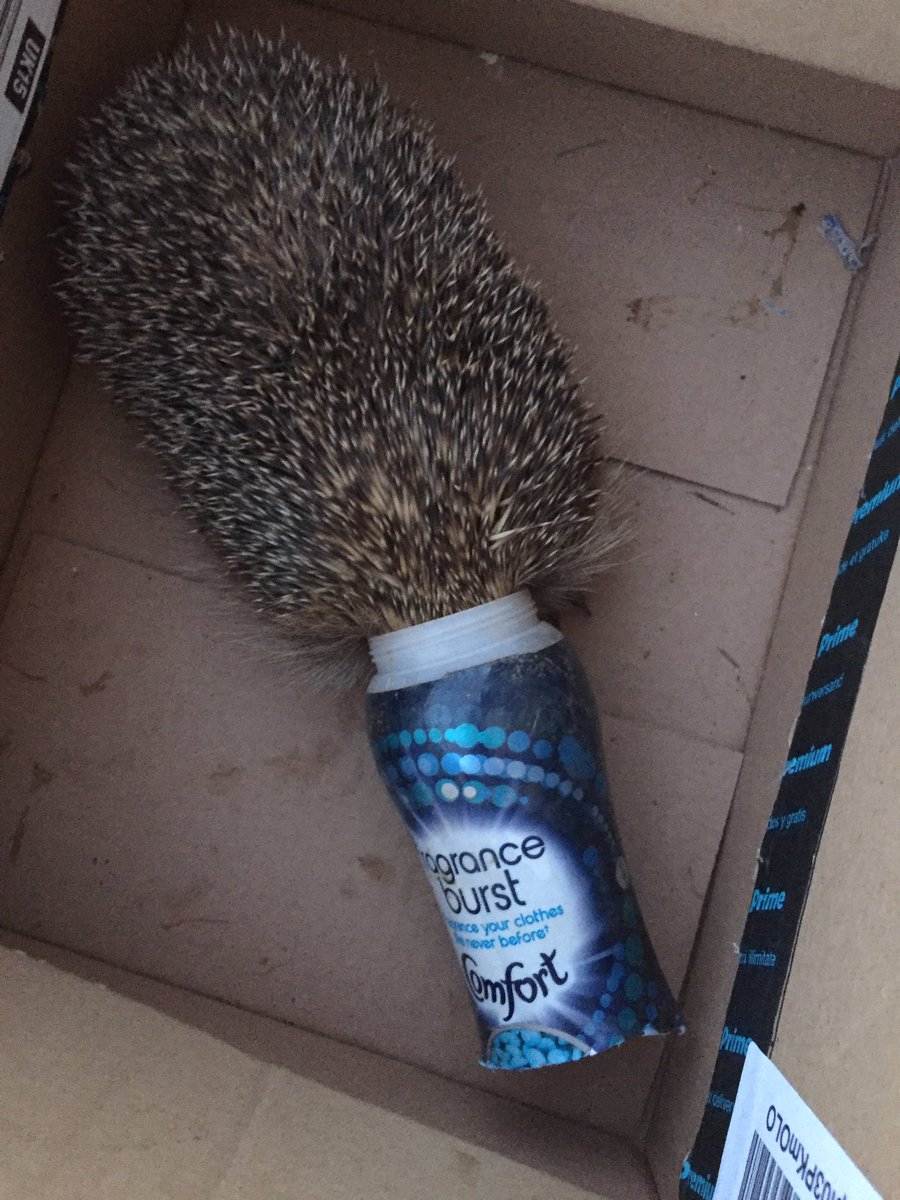 InPinhoe's tweet image. Please please please consider your waste disposal carefully as we found this poor fella this morning!#RSPCA #recycling #wildlife #hedgehog