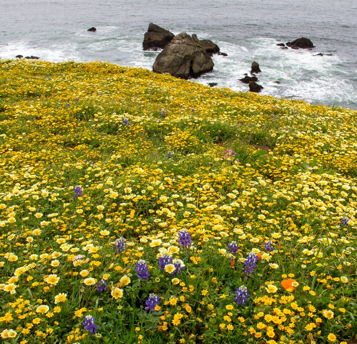 parks4all's tweet photo. RT @PabloWeather: Tidy-tips, goldfields, lupines--Oh my! Come see the #wildflowerfields of #MoriPoint this year! https://t.co/PkEUJNBrdv