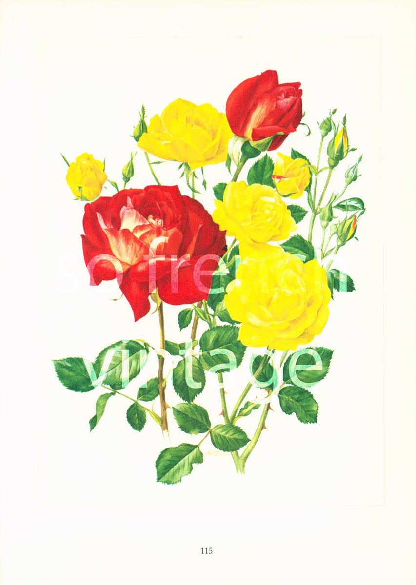 1950 Red Rose Print,  Yellow rose illustration, antique Flower print,… tuppu.net/2b209afc #Etsy #FrenchArtPrint