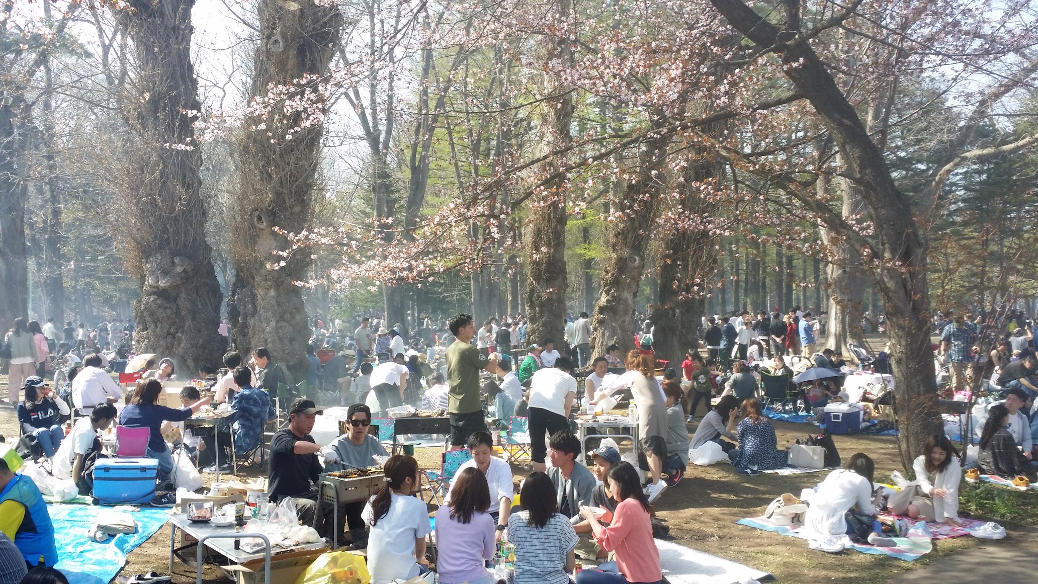 華子もaikoも 円山公園なう 札幌のお花見は バーベキューらしい T Co 7eglrcajb0 Twitter