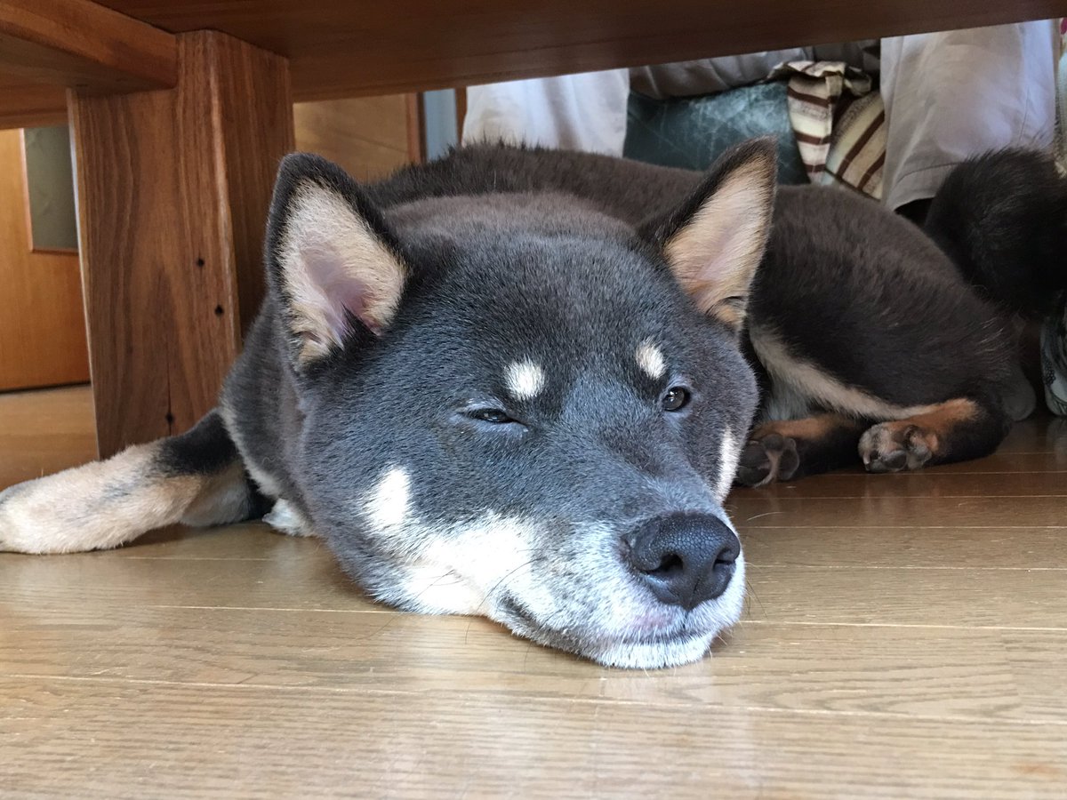 青柴 Twitter Suche