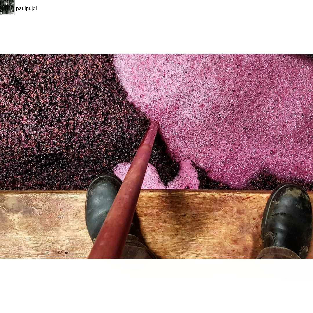 Hand plunging the highest Pinot Noir block from the Rocky Point Vineyard. #foamy #vintage2017 #centralotago