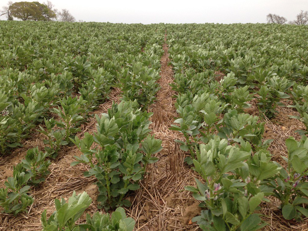 11smay's tweet image. @ClaydonDrill first dabble at #striptil Tundra winter beans looking great drilled 3rd nov
