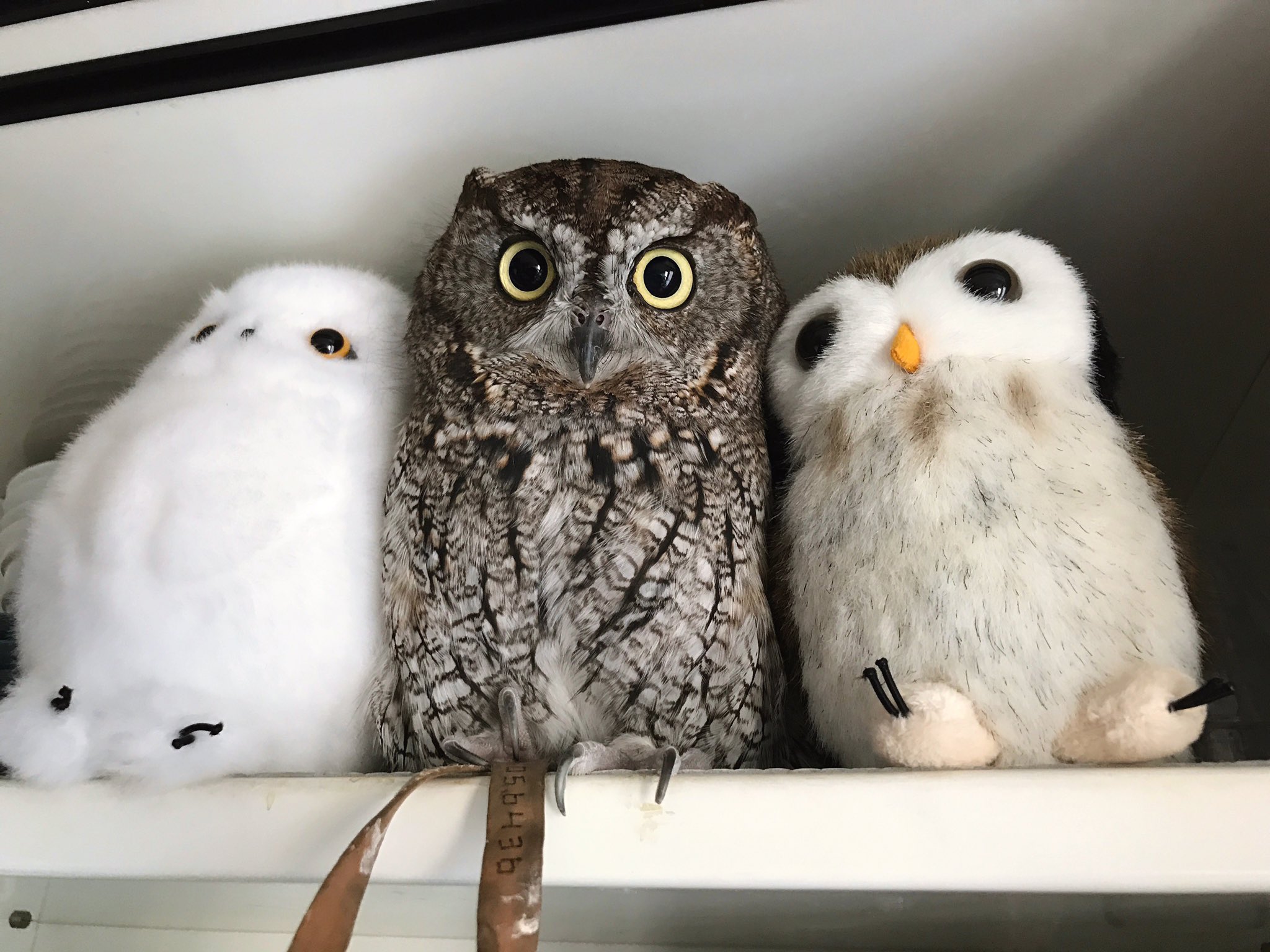 Kuu Owl フクロウのくうちゃん お昼寝 囲まれていると暖かいらしいです Owl フクロウ ふくろう ニシアメ ニシアメリカオオコノハズク Westernscreechowl Screechowl Kuuowl ふわもこふくろう部 Cuteowl Owllove Owls Kuu Owl フクロウのくうちゃん お昼寝 囲まれていると暖かいらしいです Owl フクロウ ふくろう ニシアメ ニシアメリカオオコノハズク Westernscreechowl Screechowl Kuuowl ふわもこふくろう部 Cuteowl Owllove Owls