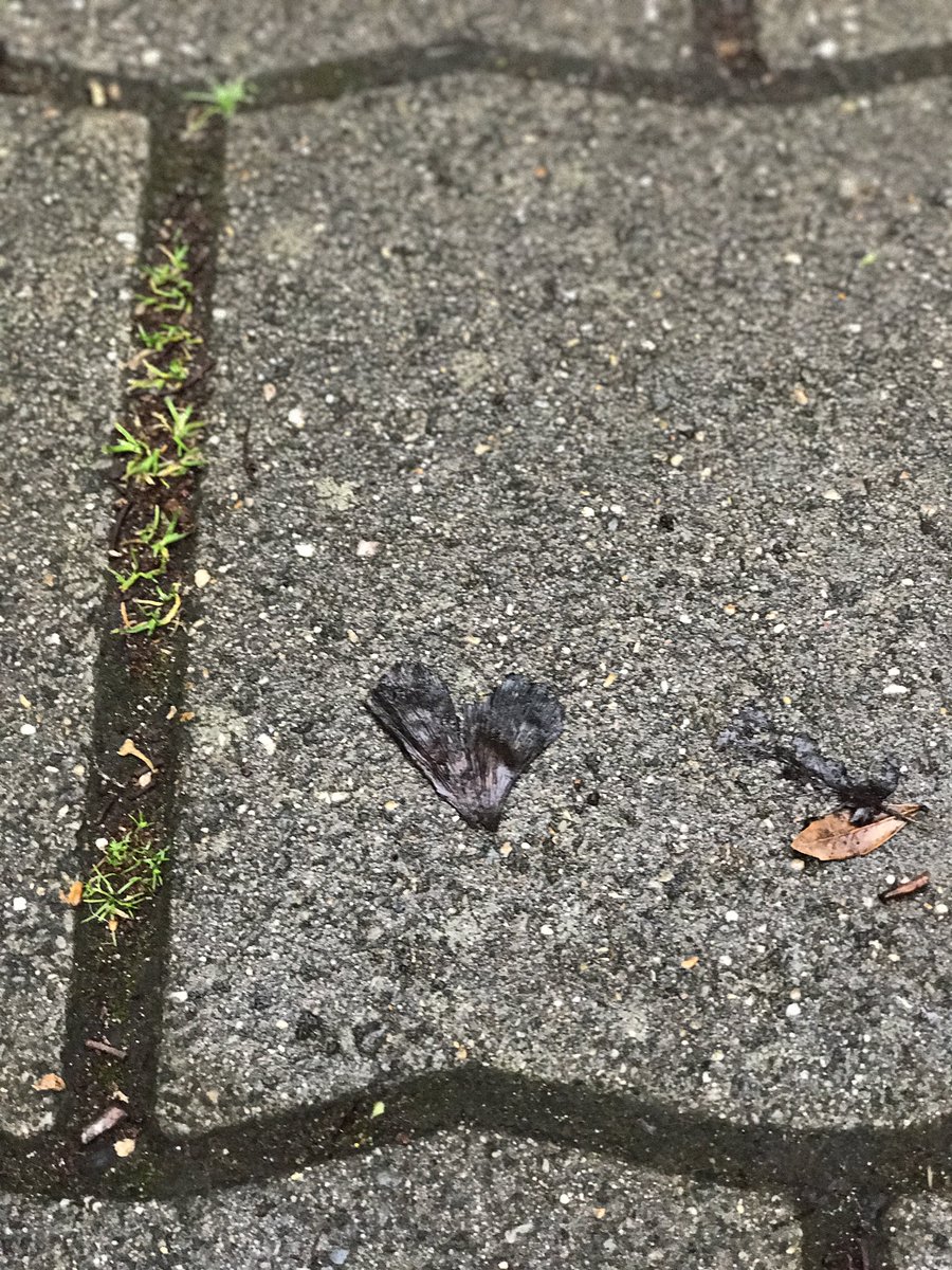 De liefde ligt gewoon op straat! #kwestievanopletten ❤️