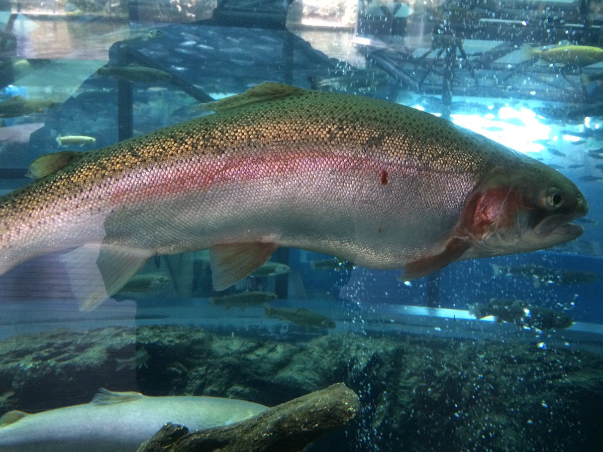天命しらず 無念 河口湖のブラックバス撃沈 涙 河口湖にブラックバスはいないし 東京湾にはシーバスいない これ 間違いない 息子がルアー釣りを嫌いにならないか心配だぁ ま そんときゃそんときだけど 帰りに寄った淡水水族館は何気に楽しめ