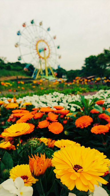 ネモフィラは関西や関東の名所へ 花畑の見頃の時期 花言葉や和名は パワースポット巡りでご利益を 開運ネット