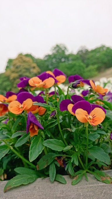 ネモフィラは関西や関東の名所へ 花畑の見頃の時期 花言葉や和名は パワースポット巡りでご利益を 開運ネット