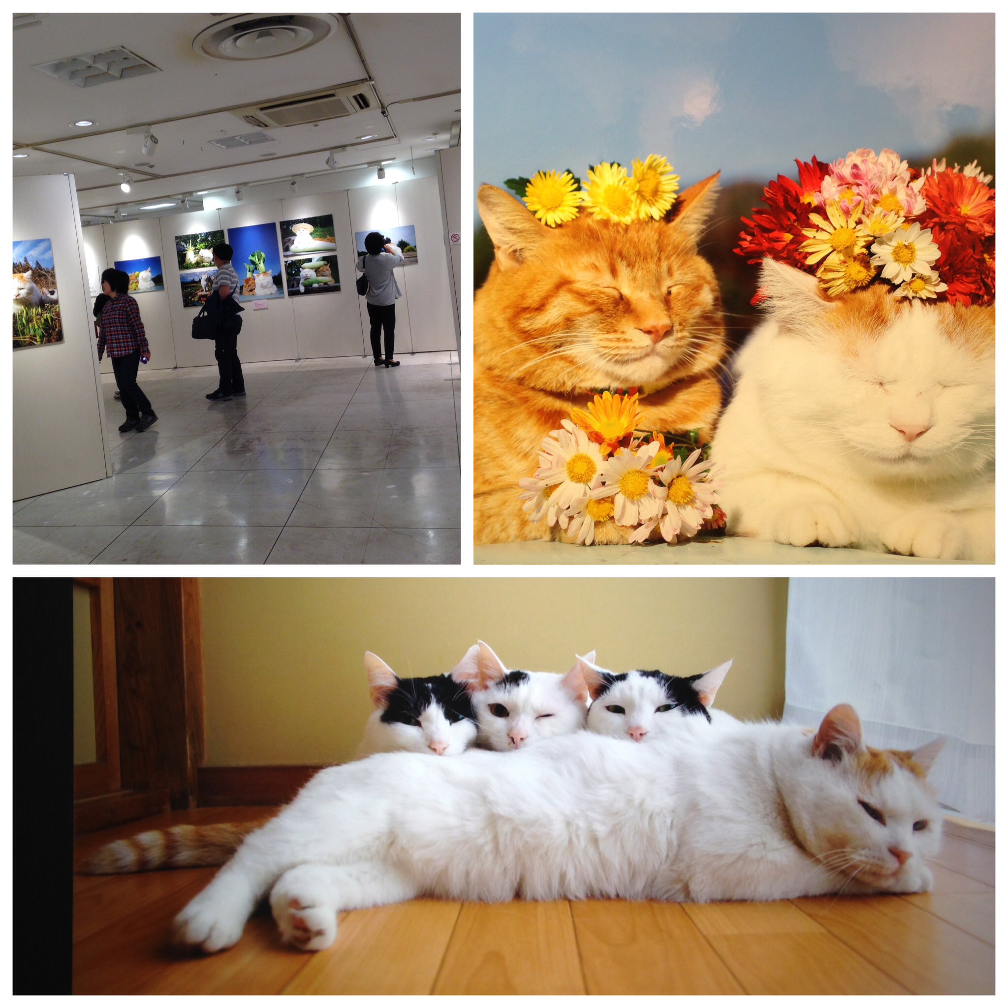 かづえ Pa Twitter 改めて 柏タカシマヤで開催中の かご猫展 かご猫シロ と季節のなかで を観に行ってきました 途切れることなくお客さんが入っていて かご猫blogファンとしては嬉しい限りでした W 飼い主様のご挨拶文でいきなり泣きそうに