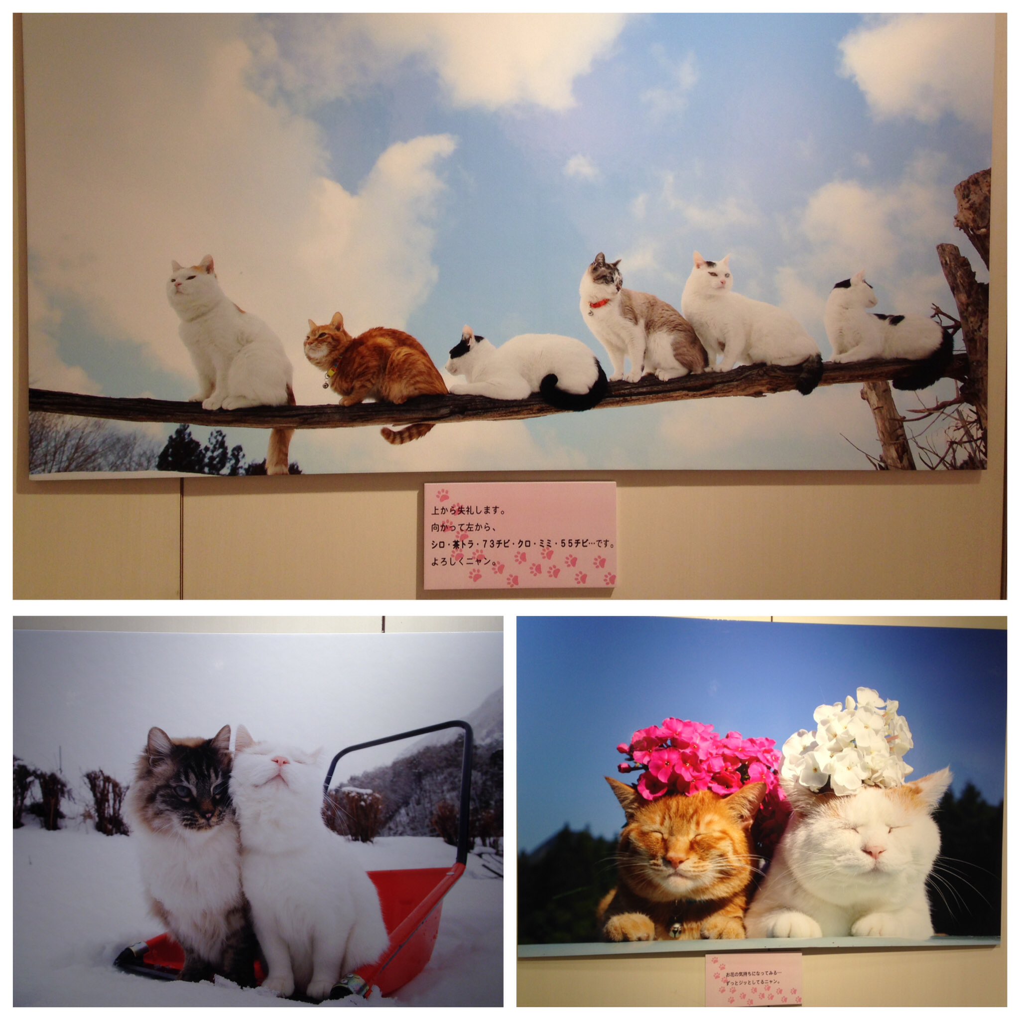 かづえ Pa Twitter 改めて 柏タカシマヤで開催中の かご猫展 かご猫シロ と季節のなかで を観に行ってきました 途切れることなくお客さんが入っていて かご猫blogファンとしては嬉しい限りでした W 飼い主様のご挨拶文でいきなり泣きそうに