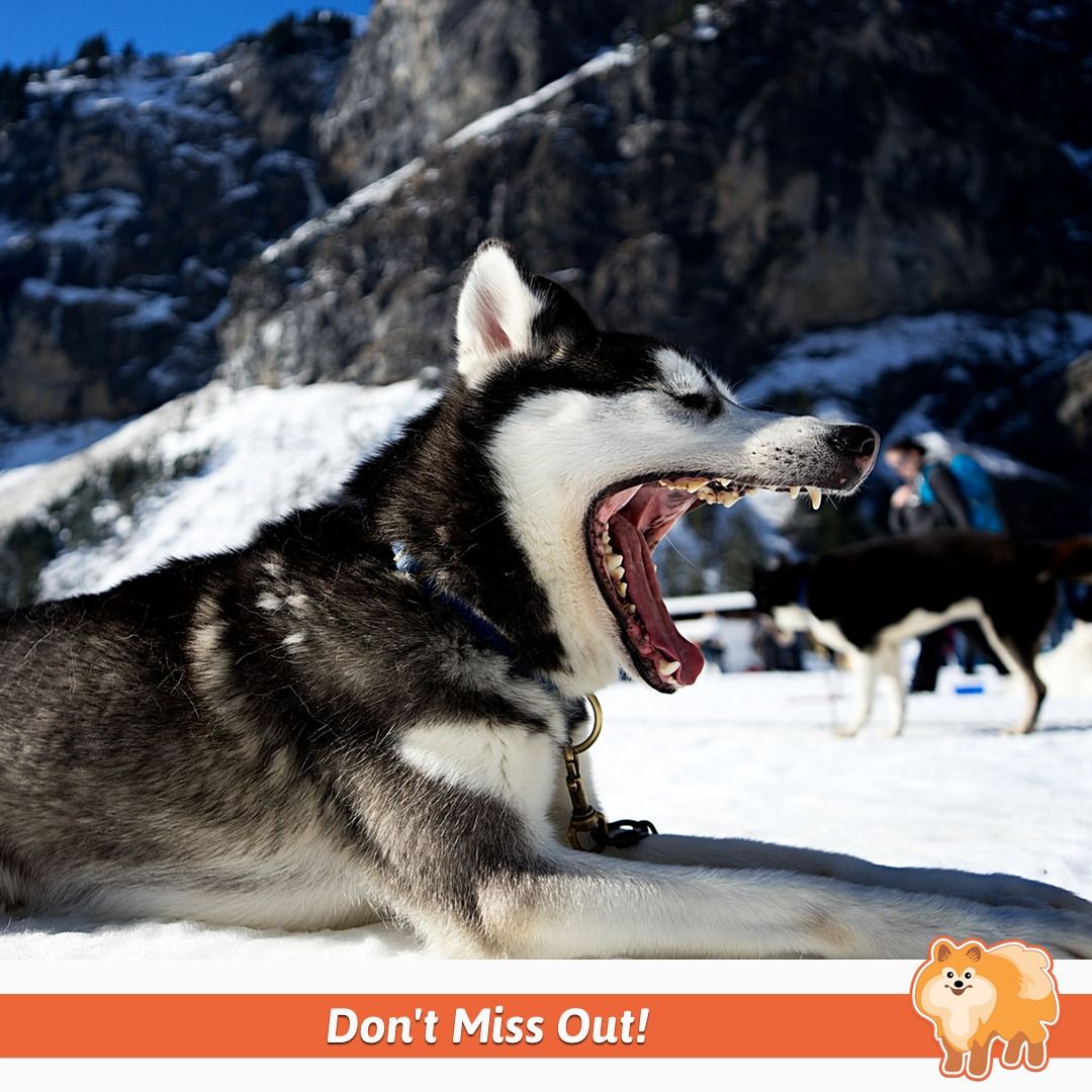 getfetchbox's tweet image. ⏱ The countdown is on for May #subscriptions! 🎁

#subscriptionbox

#fetchboxpack #fetchbox #dogsoftwitter #dogs #furbaby #ilovemydog #woof