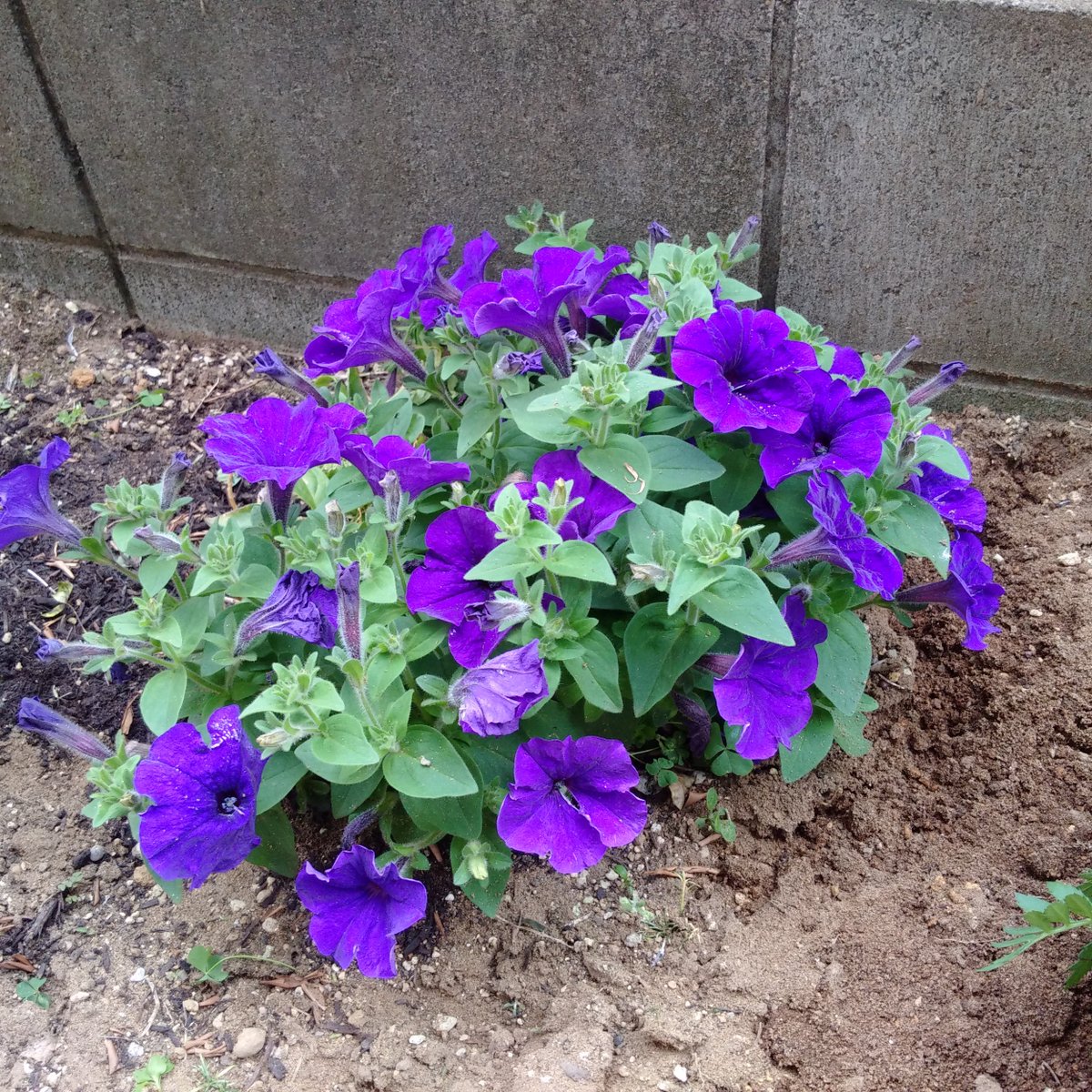 ゆうきゆうき 越冬した花は紫のペチュニアは良い感じなんだけど ピンクの花が咲くカリー 去年お風呂リフォームの申込みした時にlixilでもらった はかなり弱まってる 花もあまり咲いてなくて雑草感が若干漂ってます ゆうきゆうき 越冬した花は紫のペチュニアは良い感じなんだけど ピンクの花が咲くカリー 去年お風呂リフォームの申込みした時にlixilでもらった はかなり弱まってる 花もあまり咲いてなくて雑草感が若干漂ってます