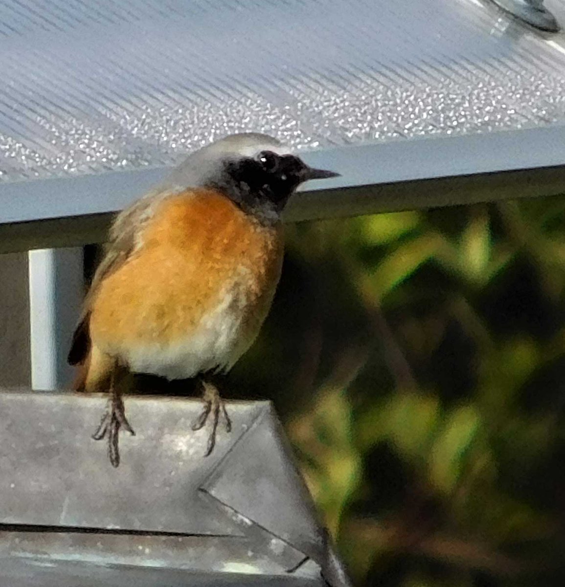 Letos můžete na zahradě PřF JU pozorovat oba druhy našich rehků. Na
fotografii sameček rehka zahradního. (foto a textJiří Řehounek)