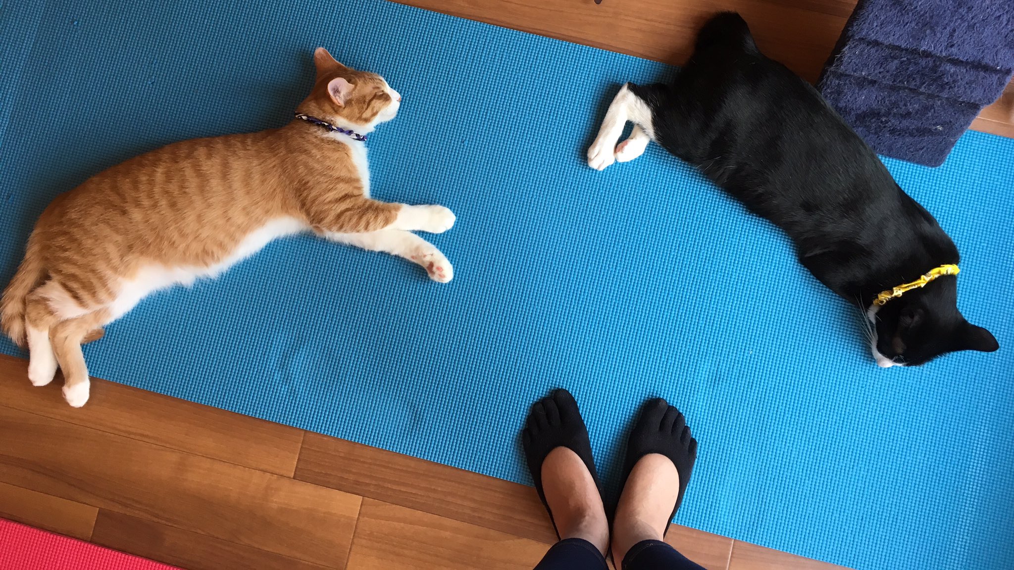 ネコヨガ Photo By Namie 今日のネコヨガ 高円寺 猫の家 ヨガ 中盤 私のマットの上では 前でサタ君 後ろでは のぞみ君が寝ちゃったので この2匹の間に空いた狭い隙間を使ってのヨガとなりました 笑 猫の家 桜台ペットクリニック ネコヨガ