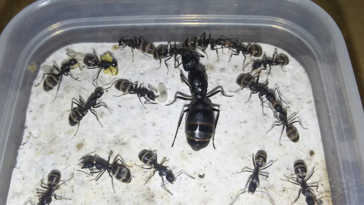 シャム猫 最近の好みです 1年目に比べて 色々なものを食べてくれるようになりました 昆虫ゼリー ヒシバッタ キリギリス 幼体 芋虫類 ショウジョウバエ 蚊 生肉の切れ端 ミルワーム 粉砂糖 乾燥赤虫 蟻 シャム猫 最近の好みです 1年目に比べて 色々なものを食べてくれるようになりました 昆虫ゼリー ヒシバッタ キリギリス 幼体 芋虫類 ショウジョウバエ 蚊 生肉の切れ端 ミルワーム 粉砂糖 乾燥赤虫 蟻