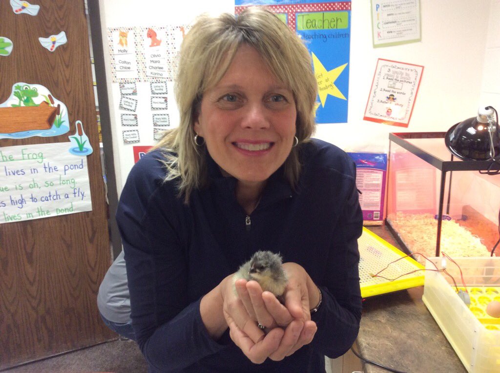 jschool50's tweet photo. Welcome to our world! We have a new chick in Room 123!!! #raiderstrong #pcsd_ss https://t.co/6sBvqBEB3j