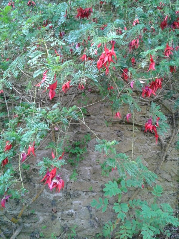 Tresco Abbey Garden (@trescogarden) on Twitter photo Clianthus punicius is also known as lobster claw and can be found in the pebble garden (Native to New Zealand) Clianthus punicius is also known as lobster claw and can be found in the pebble garden (Native to New Zealand)