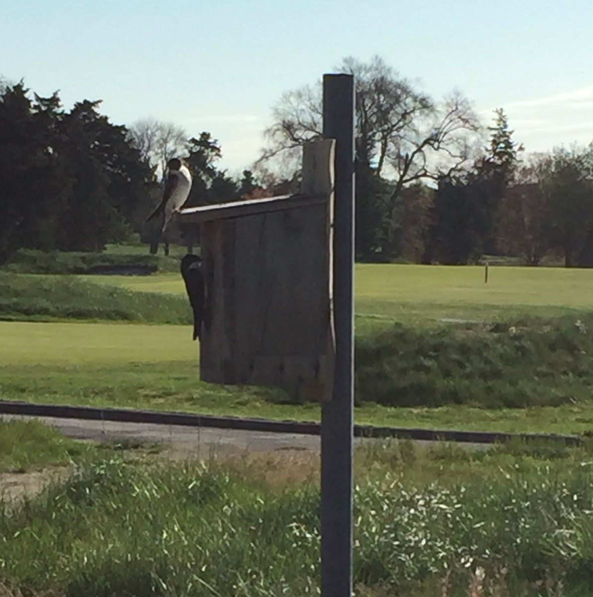 Everyone is #tweeting today as we are 25 days away from hosting the <a href="/ShopRiteLPGA/">ShopRiteLPGAClassic</a> on the #baycourse! <a href="/LPGA/">LPGA</a> <a href="/Troon/">Troon</a> @ANordqvist #birds #birdie