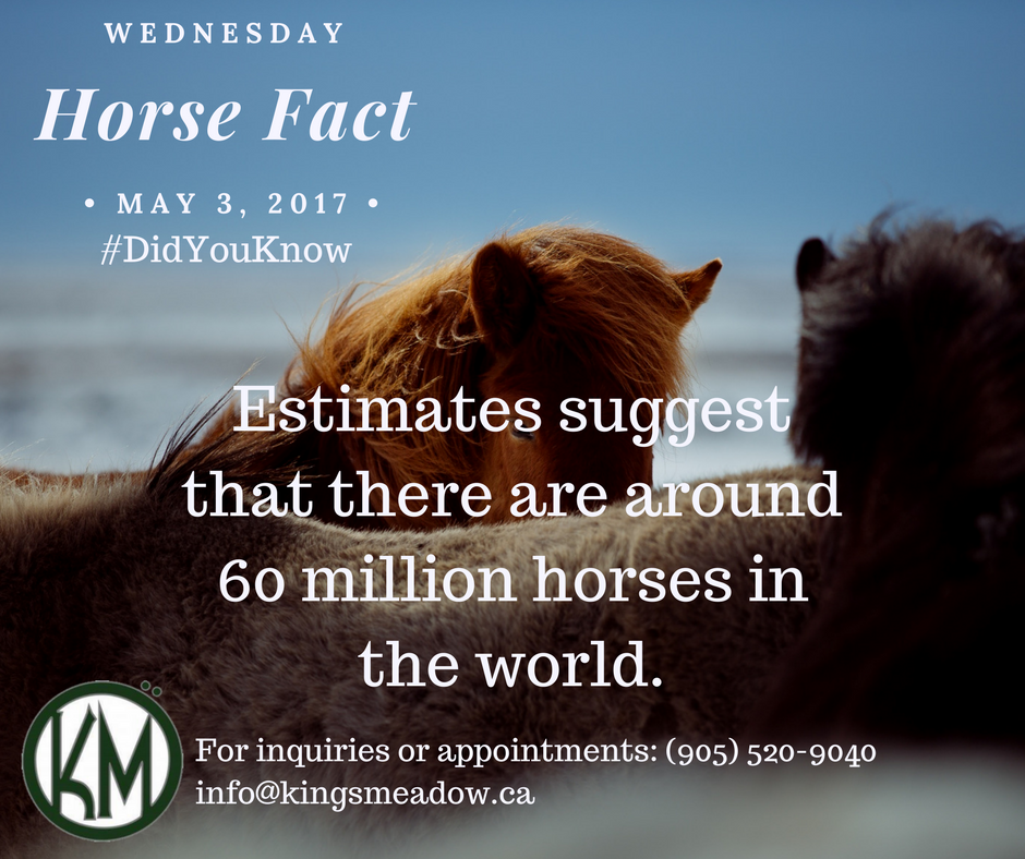 #training #breeding #EquestrianCentre #Hunter #jumper #KingsMeadowEC #PuslinchOn #HamiltonOn #Horse #HorseFact