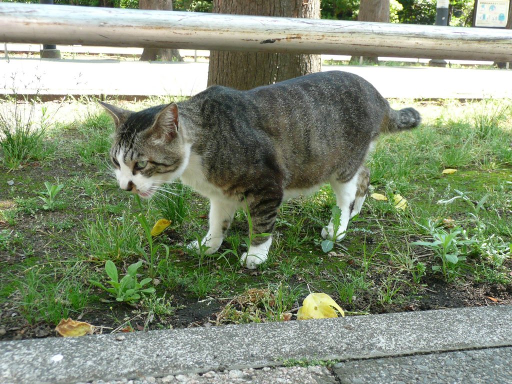 Boric よもぎ猫は よもぎのような葉っぱ柄だから かな よもぎ って普通に言ってるので全国区かと思ってました でも私は今日気づいたのです そこいらに生えまくってるよもぎは都会には生えてないのかもしれない と もしかして見たことないと Boric よもぎ猫は よもぎのような葉っぱ柄だから かな よもぎ って普通に言ってるので全国区かと思ってました でも私は今日気づいたのです そこいらに生えまくってるよもぎは都会には生えてないのかもしれない と もしかして見たことないと