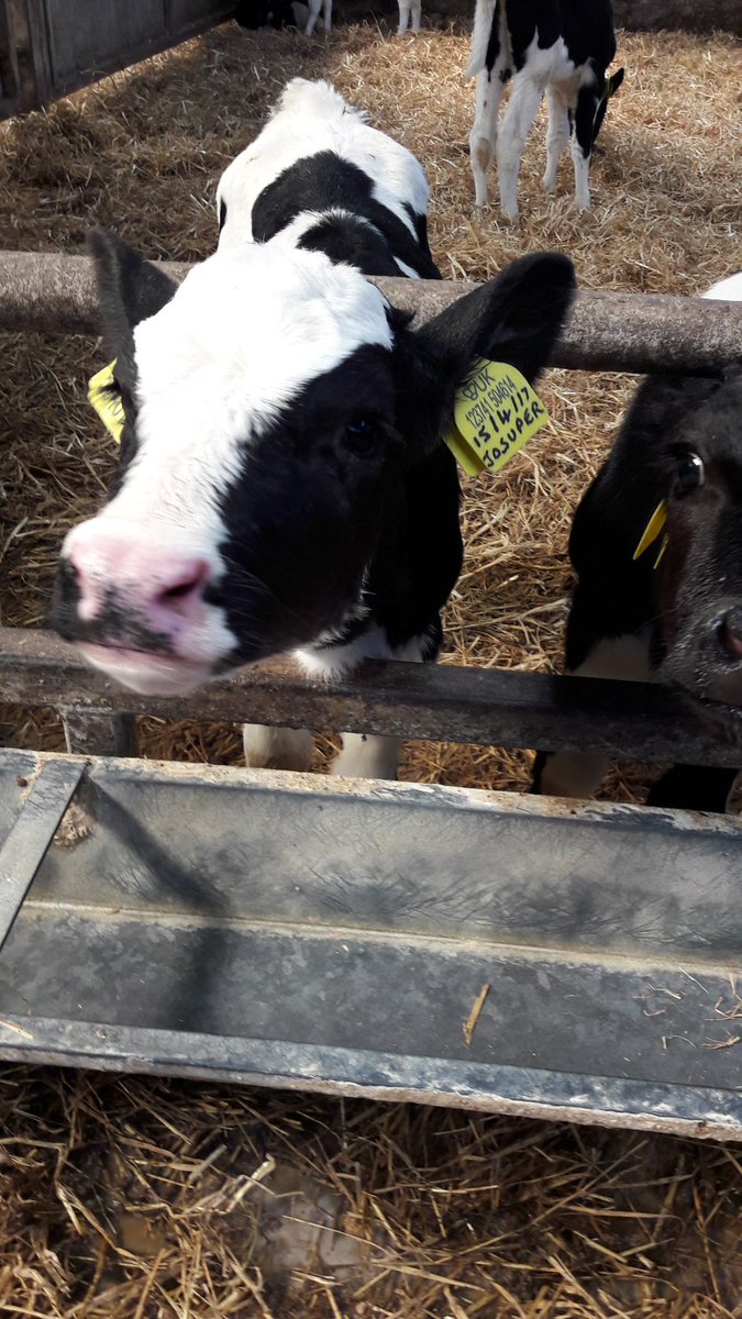 ColinLucas78's tweet photo. @GenusABS @LarissaJ4 @ABS_Global_Inc The sexcel calves at Tom Dodgsons looking well #Geneticprogress https://t.co/OL8jN0K61y
