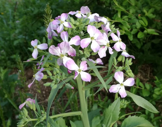 大根の花の特徴 花言葉は 食べ方やレシピは 花大根は別物 お食事ウェブマガジン グルメノート