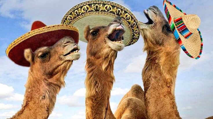 ZealImprov's tweet image. Happy hump day! #humpday #fourdayweek #bankholiday #wednesdaymotivation