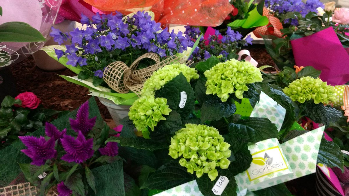 Abundance, Love and Fullness: THE FLOWER OF LOTO, MEANING