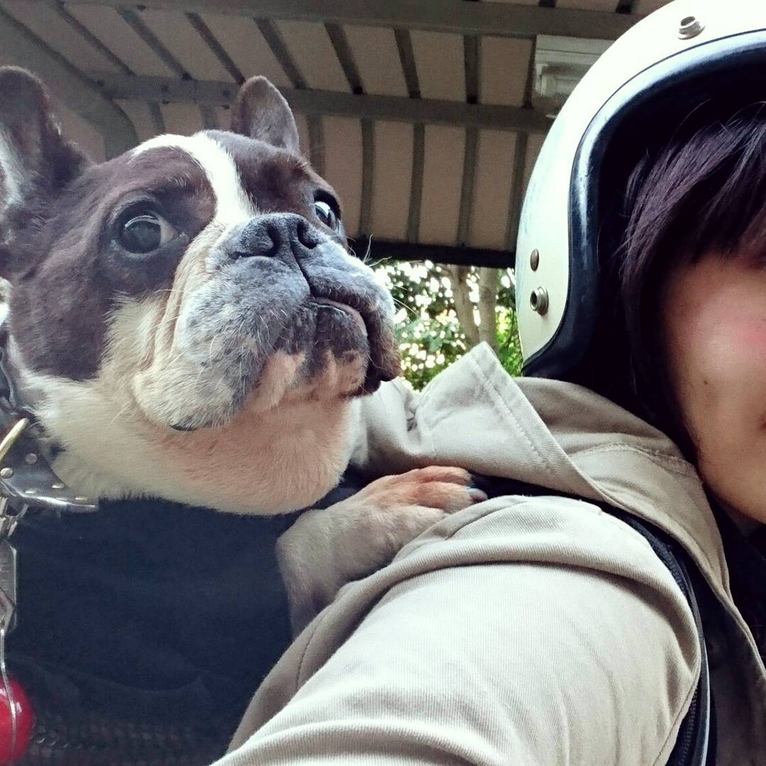pivoine045's tweet photo. お犬様おんぶリュック、K9スポーツサック。

おんぶでズーマーさんでびゅーん。
K9SportsSackで赤レンガ方面へ。

デュカさん、車は興奮しすぎてダメだけどおんぶでバイクだとご機嫌😃🎶
風を感じたり、景色を眺めて楽しんでる様子♡
もっと早くコレがあったらよかったね。 https://t.co/TbxshVuZhR