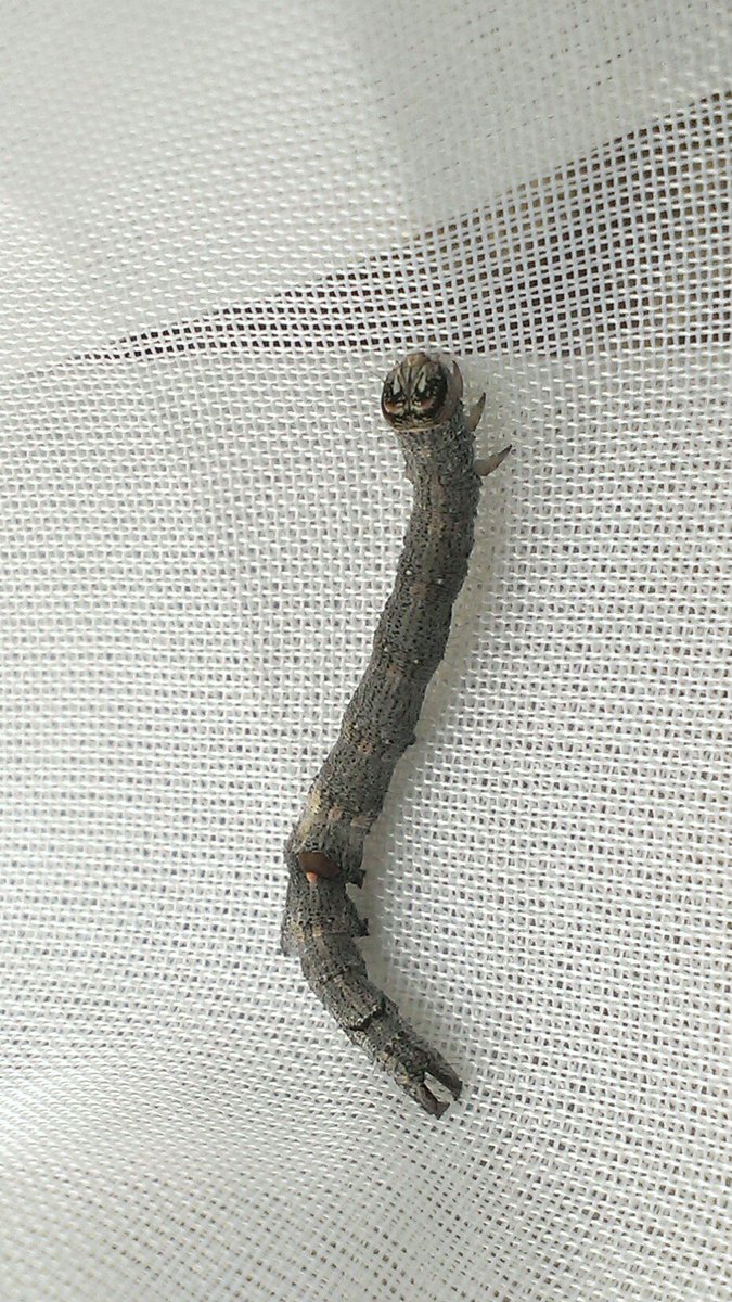 蟲の虫 Mushinomushi Twitter 蟲の虫 Mushinomushi Twitter