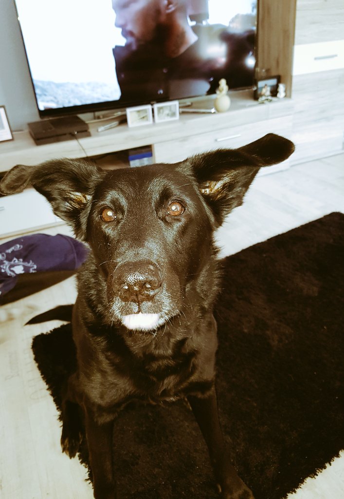 bellafina84's tweet photo. Mit fast 14Jahren wird mein Opa noch frech 😍😍
#old #dogs #olddog #alterhund #alter #hund https://t.co/pTQnZTshPQ