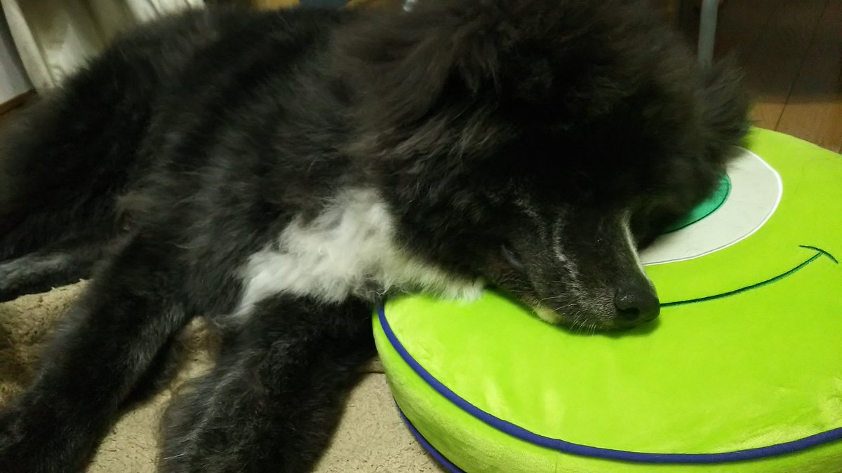 秋田犬虎毛長毛仔犬 秋田犬虎毛長毛仔犬